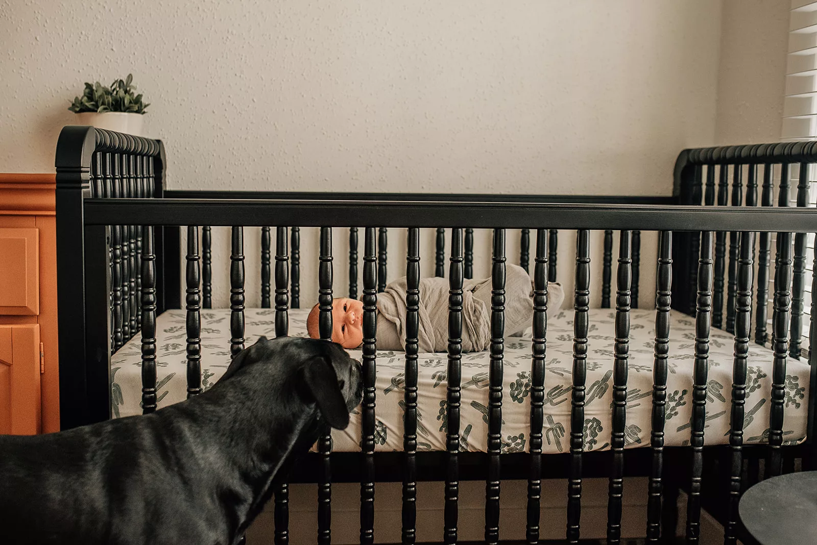 A newborn baby rolls in its black crib while the black family dog peers in Houston Lactation Consultant